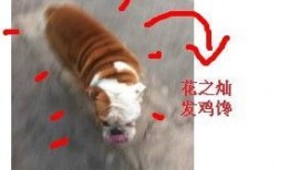 鸡的最新爆料图片,揭秘最新爆料的网红鸡风采